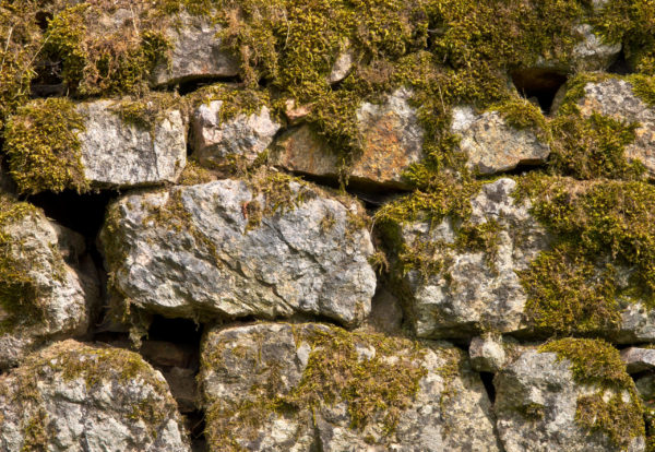 Old Stone Wall Background with Plants and Moss